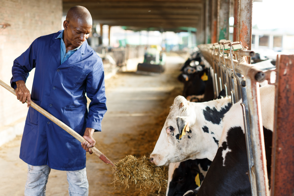 male worker in blue robe working on dairy farm