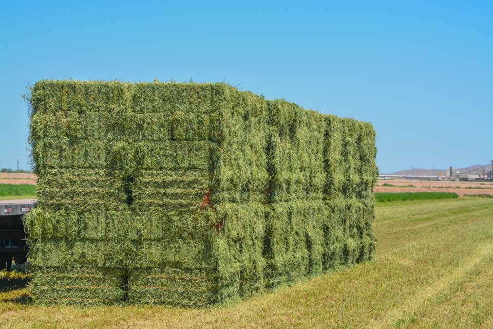 Alfalfa Hay, Grown, Baled, Ready To Be Shipped To Feed Stores
