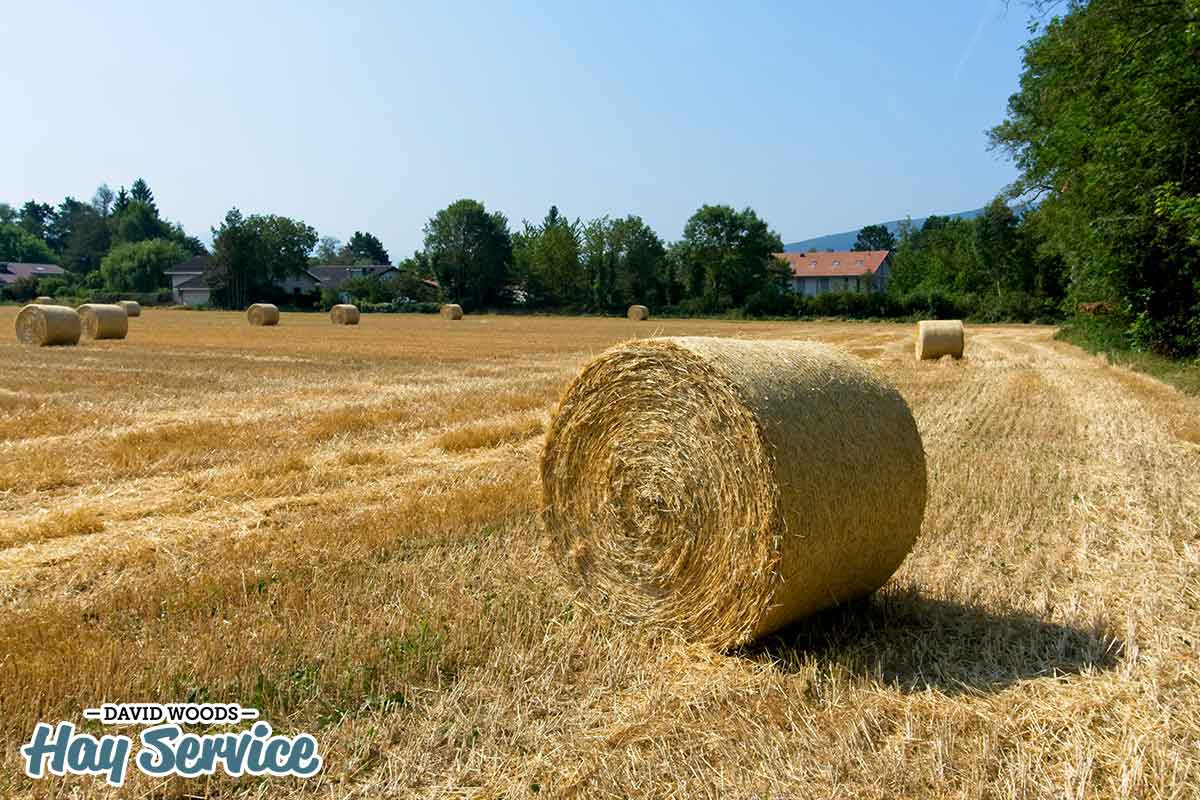 Large Alfalfa Hay