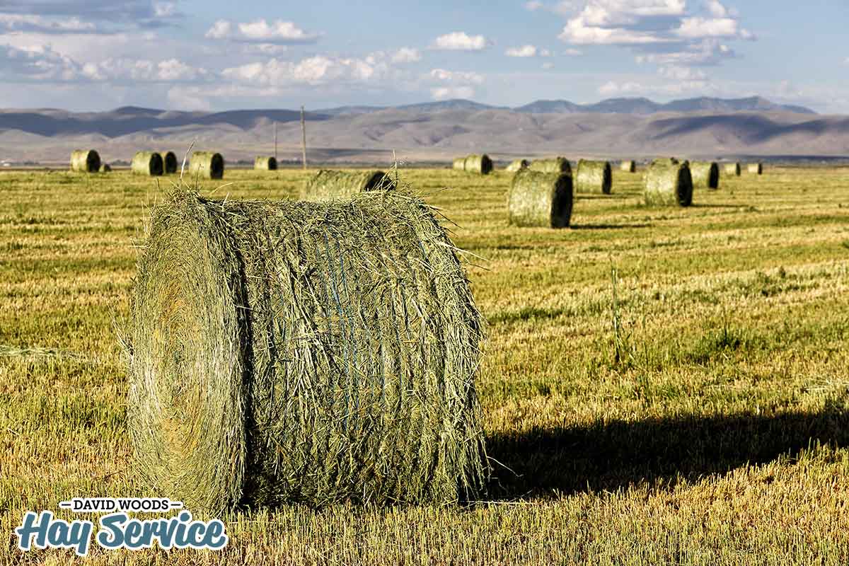 Alfalfa Hay with a mountain as a background