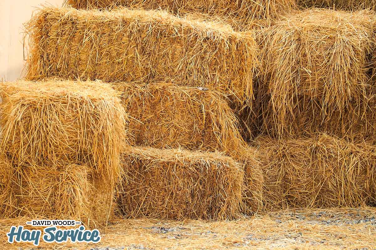 Peanut Hay vs. Alfalfa Hay