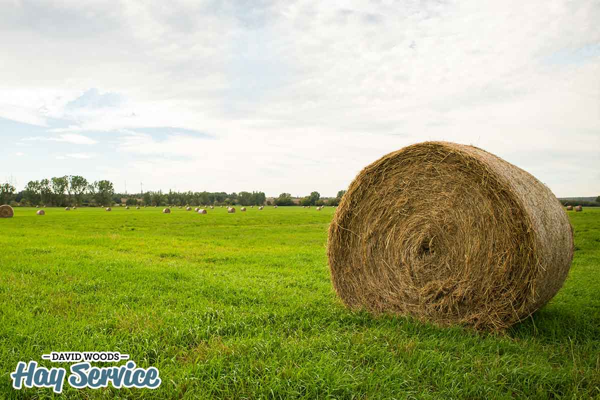 Bale Of Hay Weigh