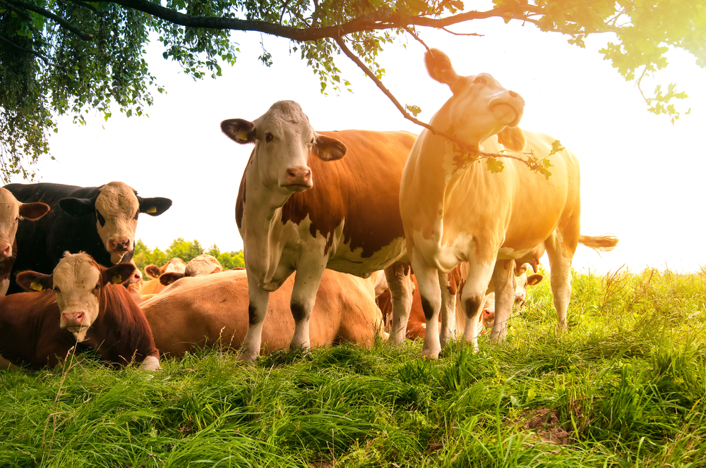 Cows grazing on a lovely green pasture