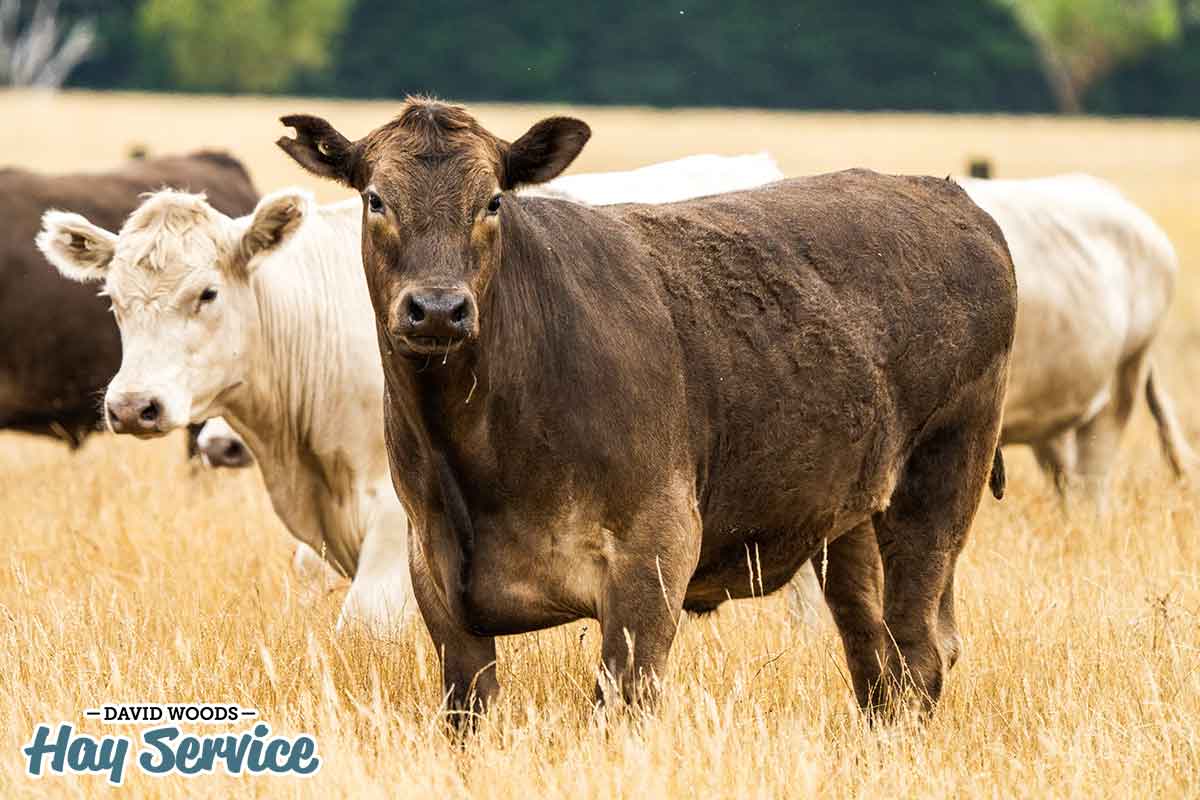 Cows eating and looking at the camera