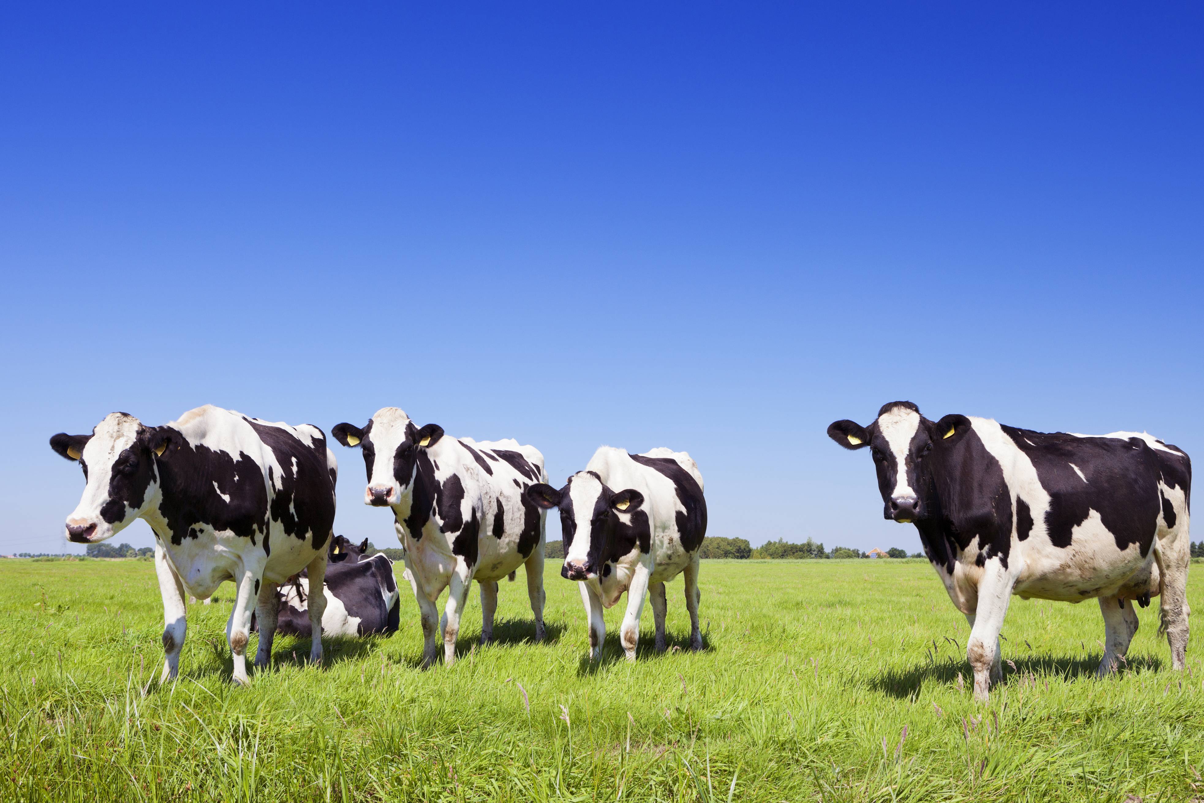 What Should I Know About Dairy Cows?