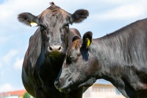 cow stands on a green meadow