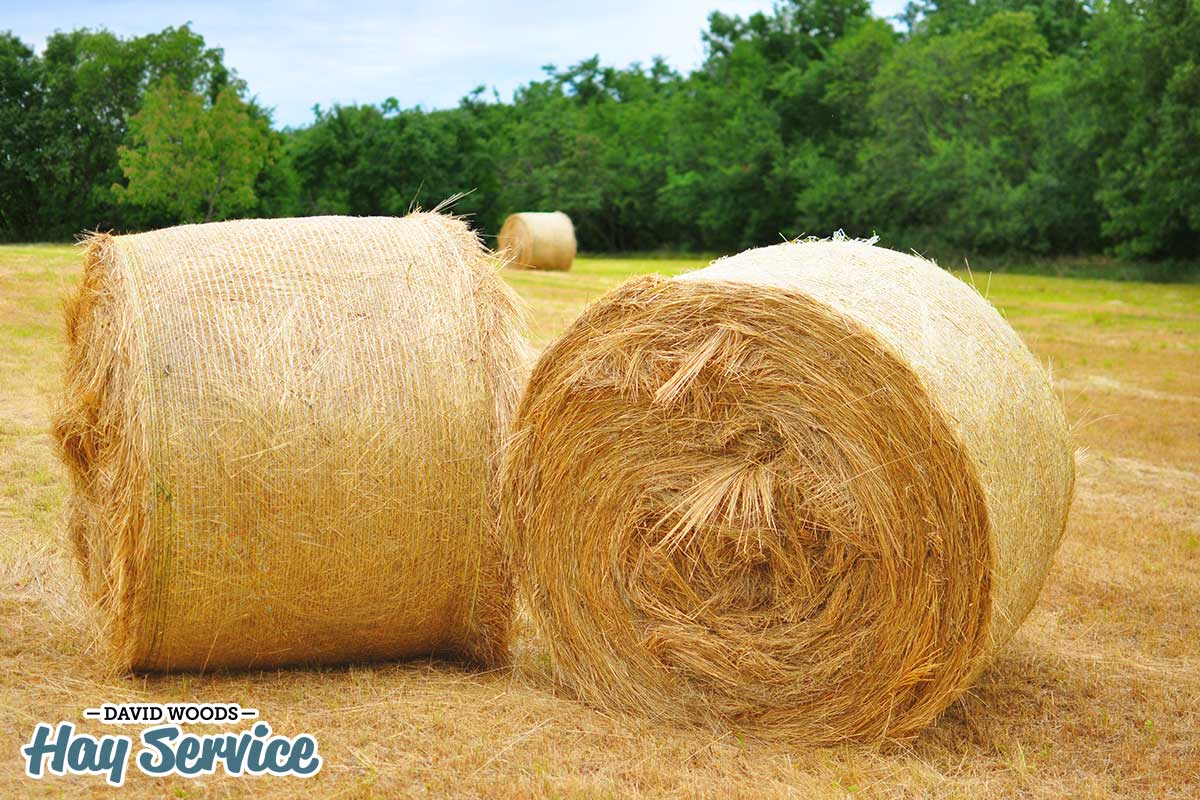 Peanut Hay vs. Alfalfa Hay