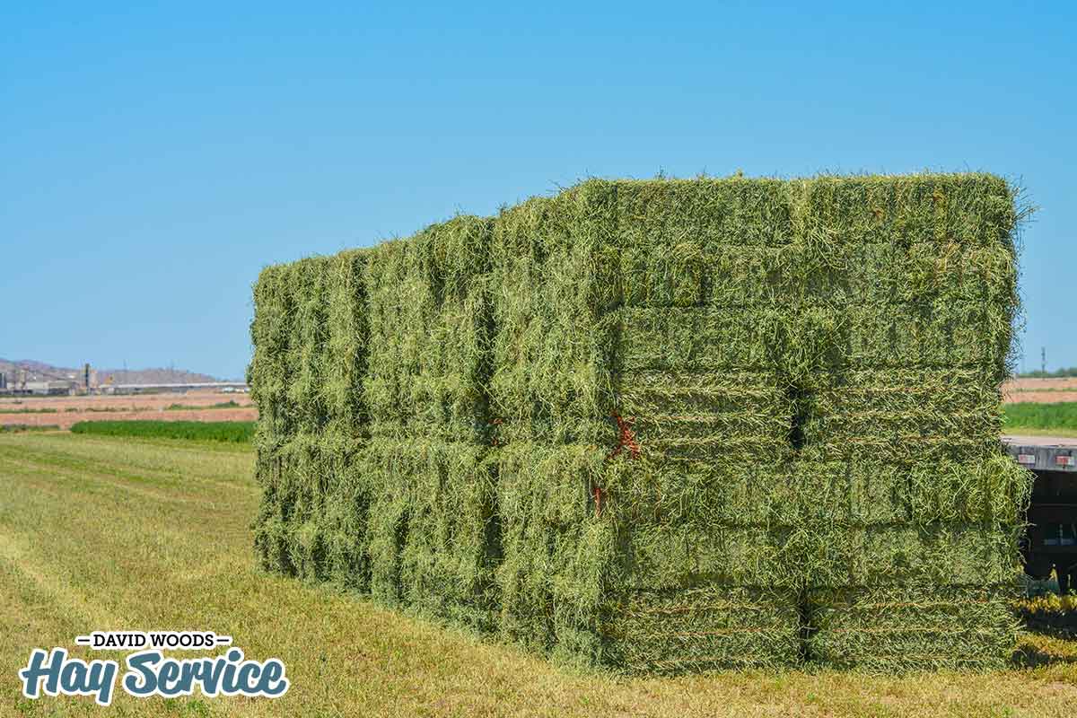 alfalfa hay pile