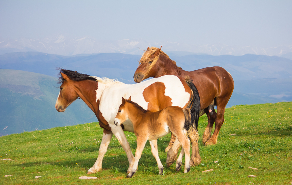 happy family of horses