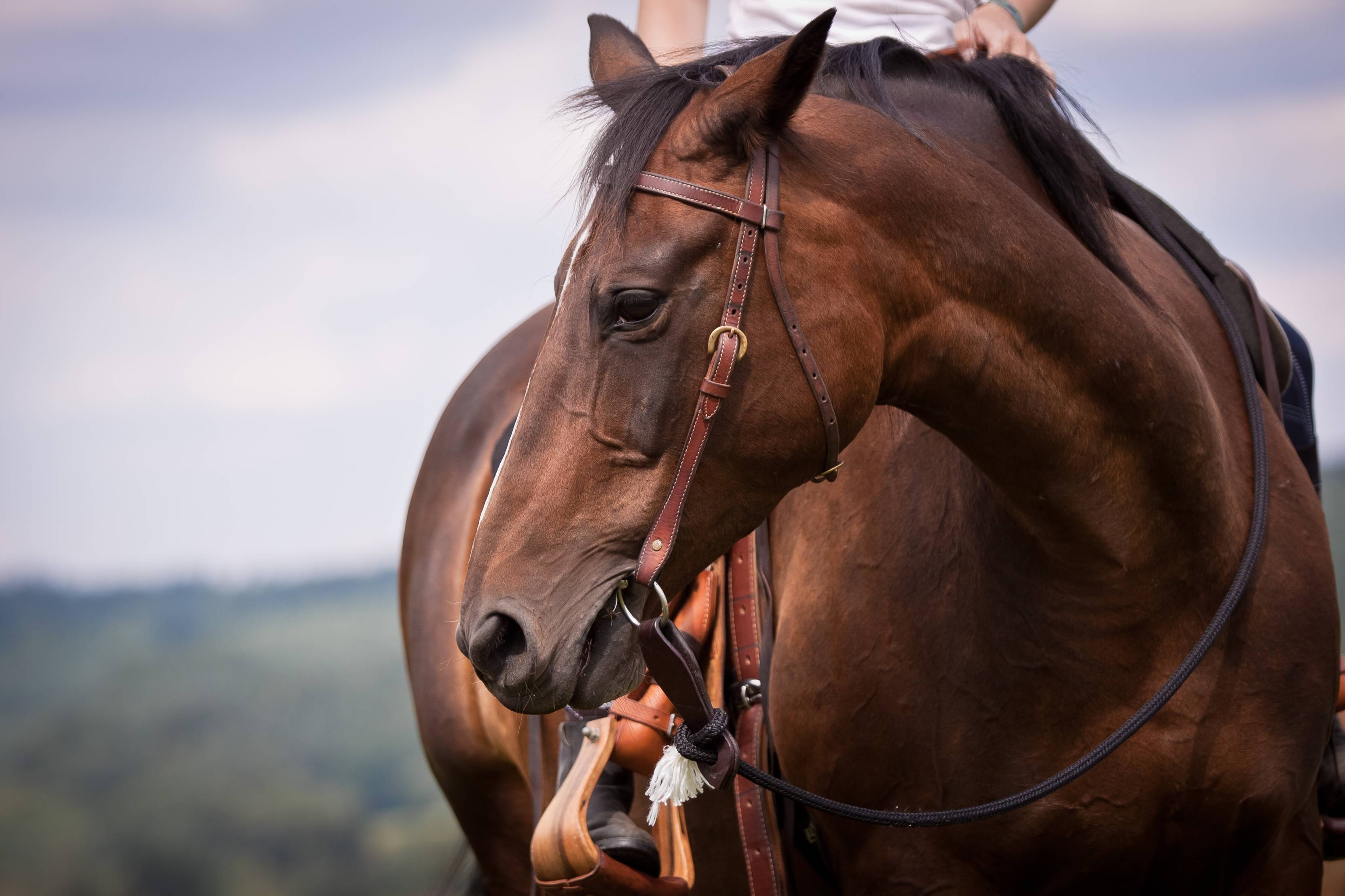 Why Isn't My Horse Gaining Weight?