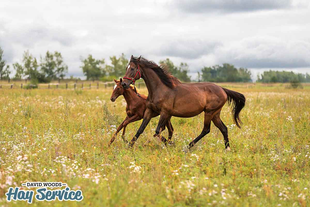 two Horses running