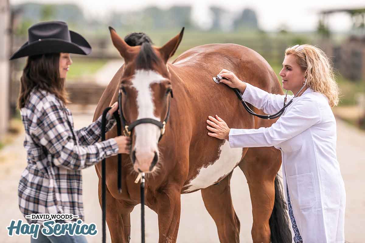 Horse's Health