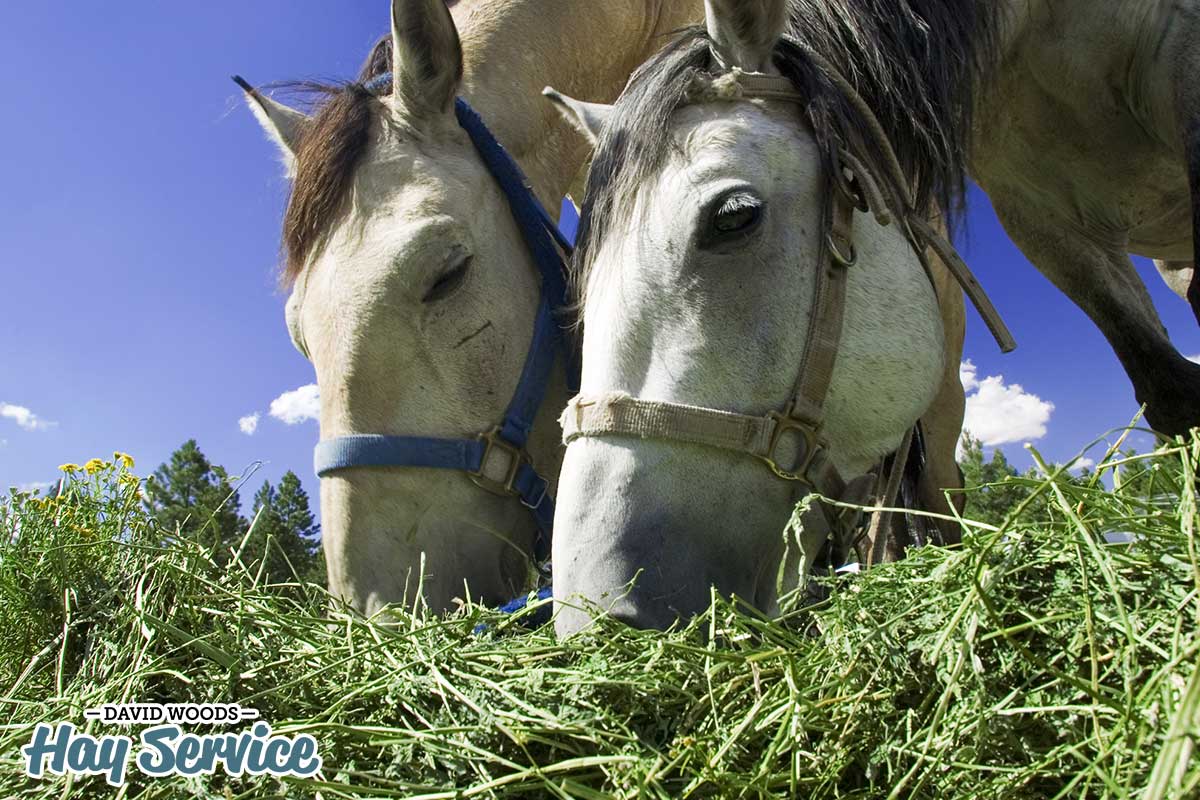 Peanut Hay vs. Alfalfa Hay