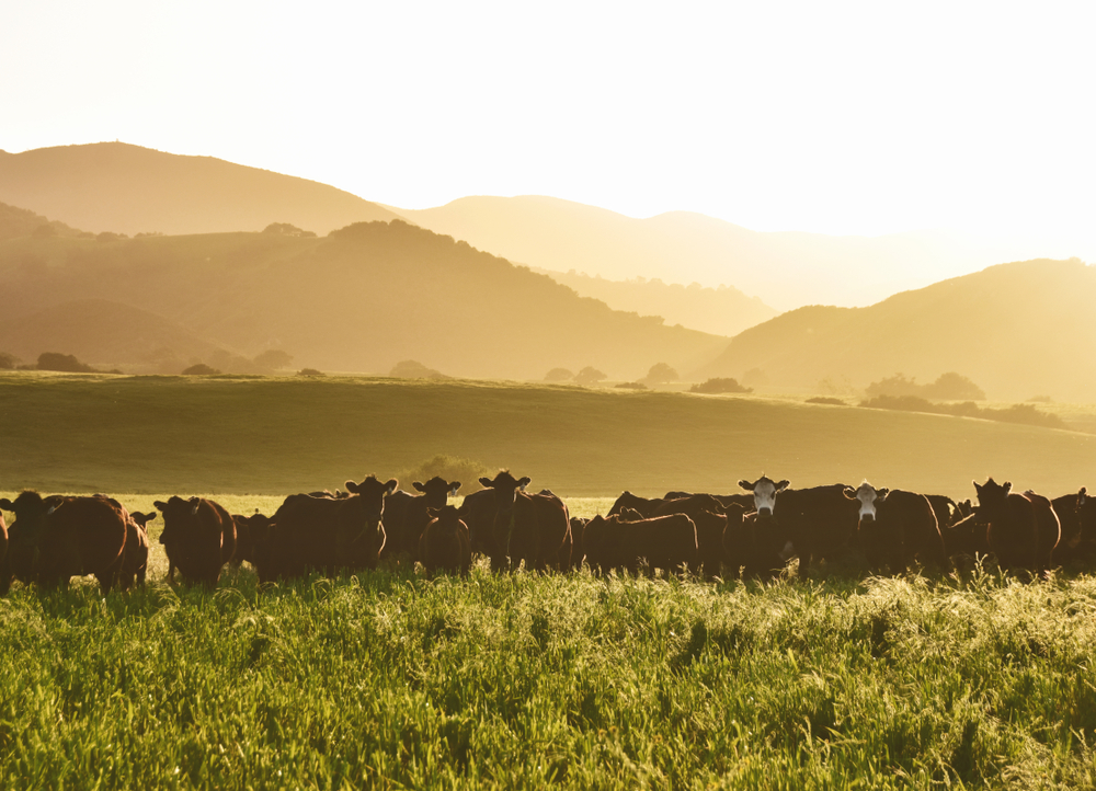 large livestock of cows in a long grass meadow field during sunset against layers