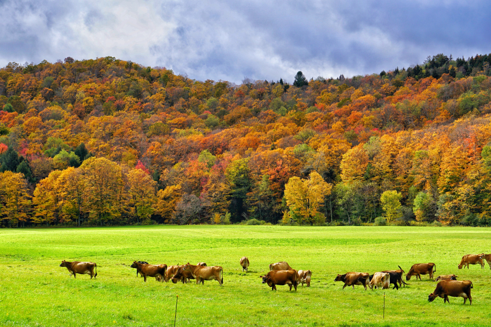 Cows grazing on a farmland on a beautiful autumn day