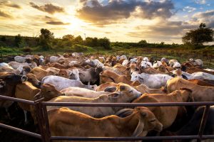 group of cow in cowshed with beautiful sunset scene