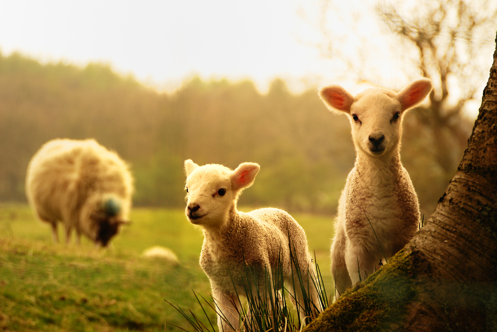 Sheep Eat Alfalfa Hay