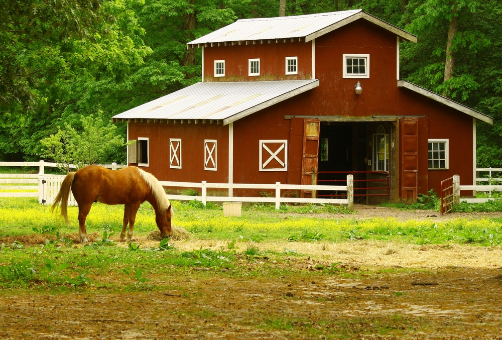 pregnant horse barn with a horse eating straw in the field in front of it