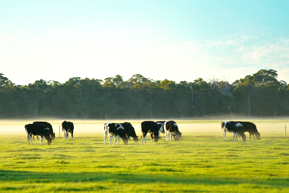 dairy cattle in foggy morning on farm