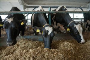 Cows feeding in large cowshed on a farm