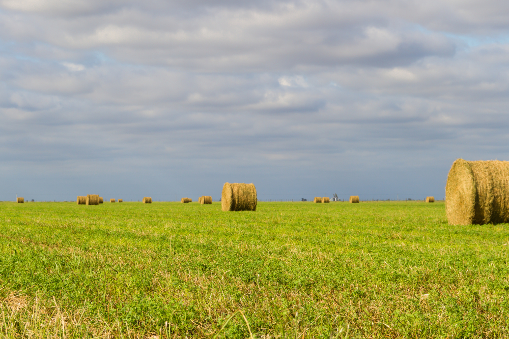 hay bales of alfalfa in the field in summer.
