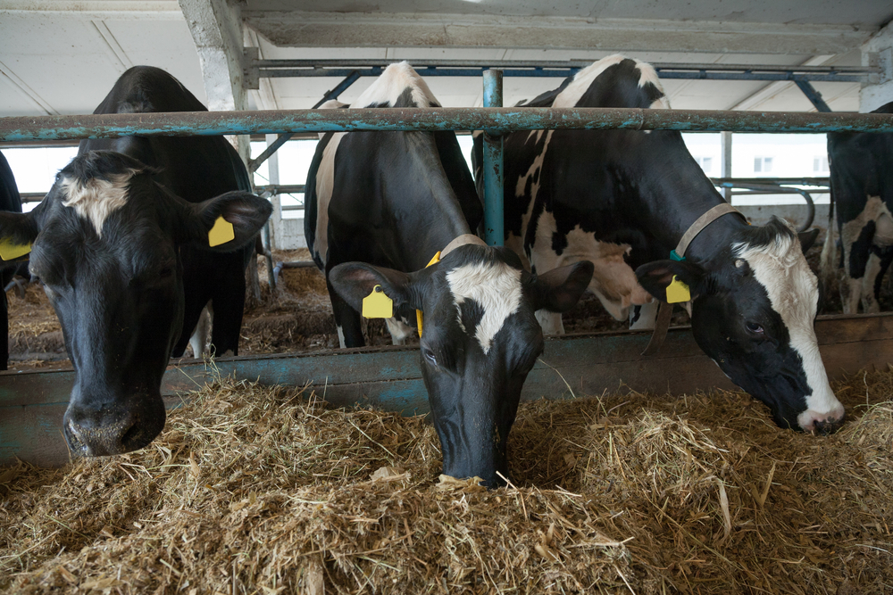 alfalfa hay feeding in large cowshed on a farm