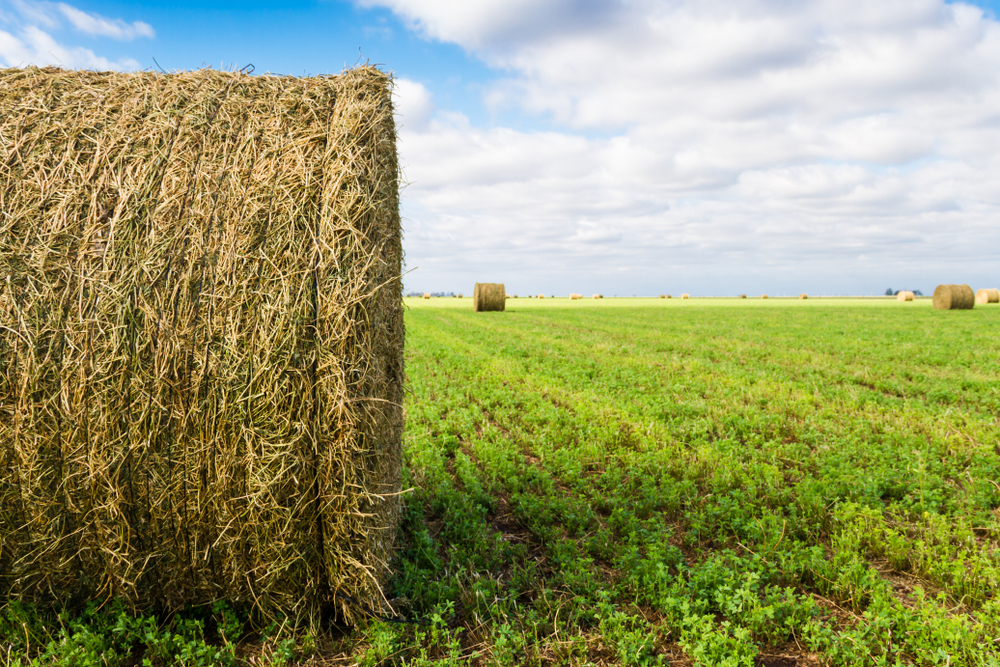 Alfalfa Hay for your Livestock