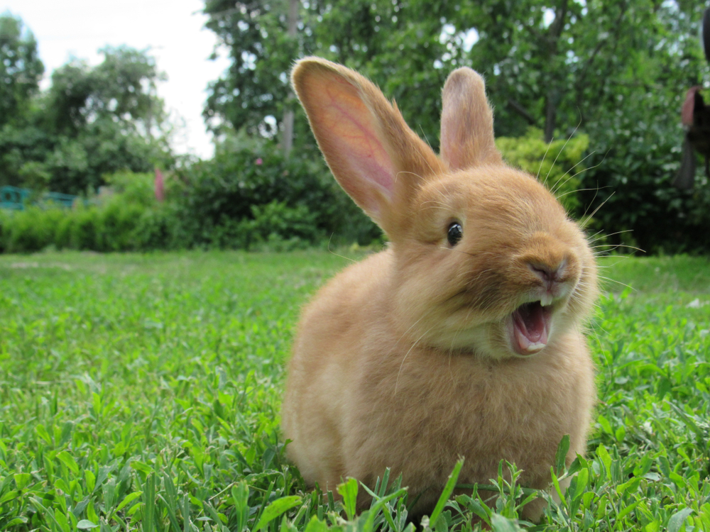Best Hay for your Rabbit