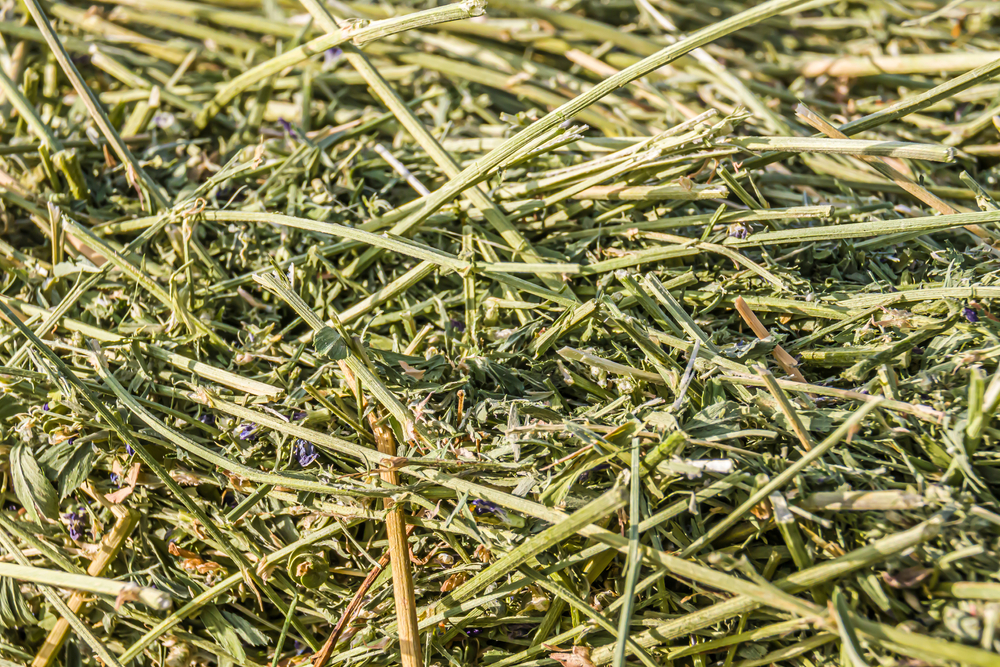 Fresh alfalfa hay as a background