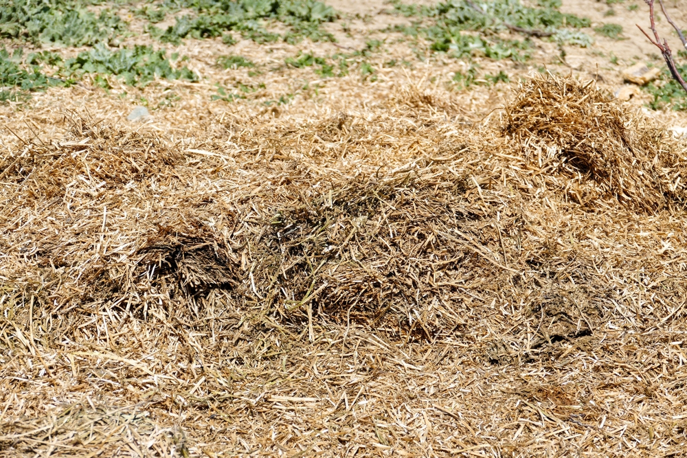 Moldy hay standing in the form of waste