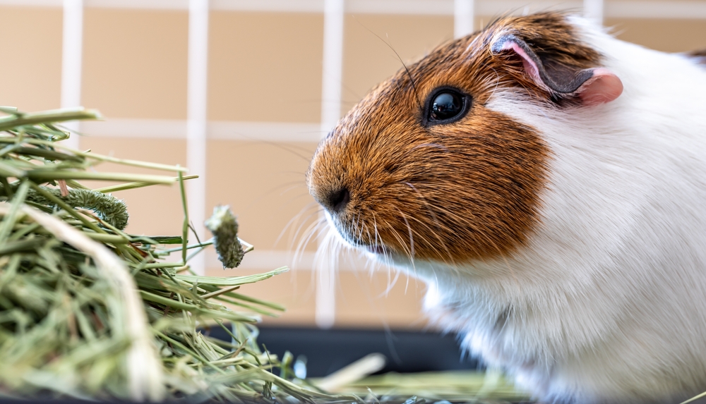 American cavy guinea pig eating hay in a cage