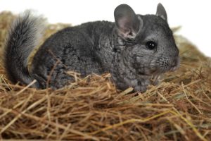 Hay as a chinchilla food