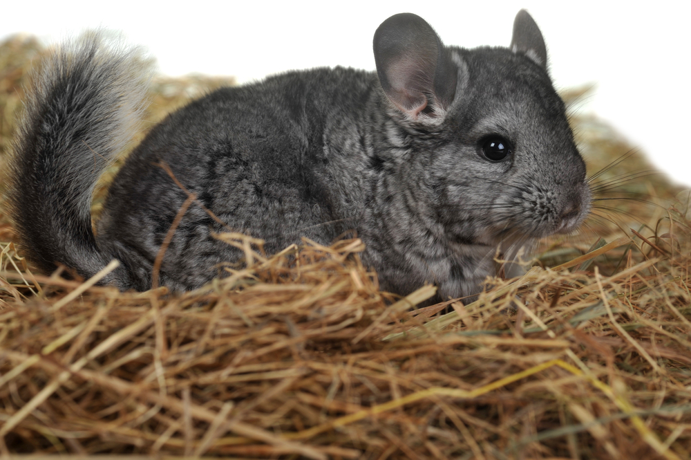 Can chinchillas store