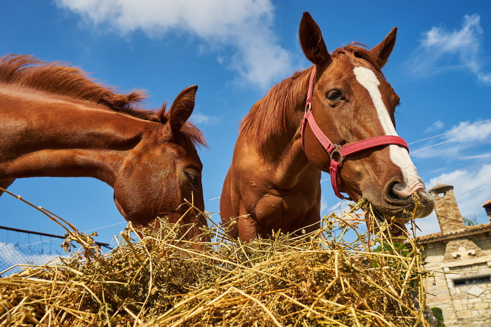 hay horse feed